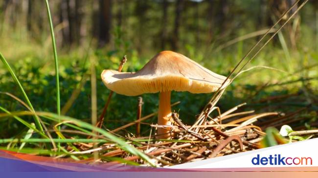 The Mystery of the Deadly Mushroom in Melbourne: Unraveling the Shocking Case in Australia