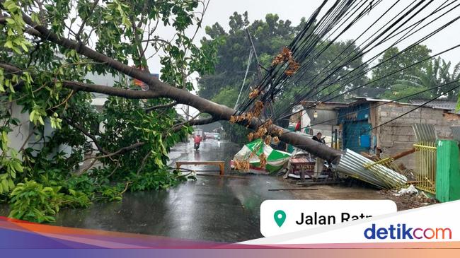 Satu pohon tumbang akibat hujan disertai angin kencang di Bekasi