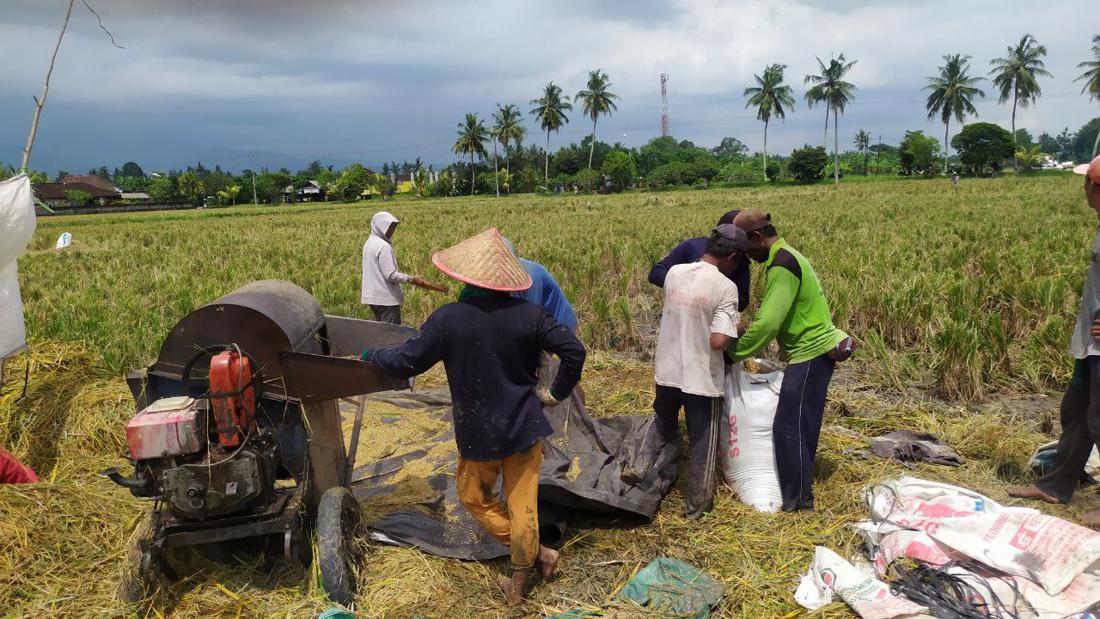 Petani Unjuk Gigi, Harga Gabah Rp 6.000 Tertinggi Sepanjang Sejarah