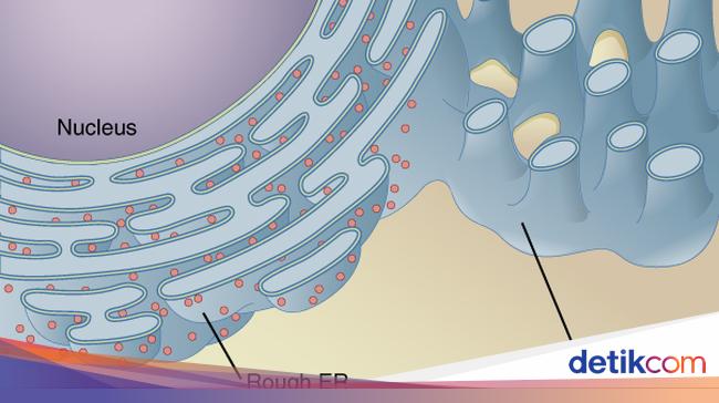 Understanding what is the endoplasmic reticulum and the difference between SER and RER