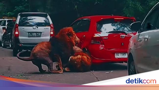 Car Hit by Lion at Taman Safari Prigen, Here’s the Damage