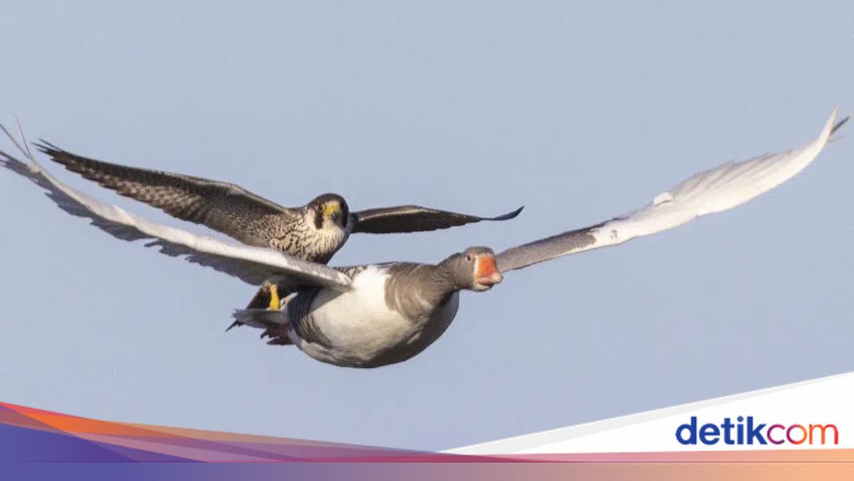 Fotografer Abadikan Aksi Kocak Elang Bonceng Angsa Terbang