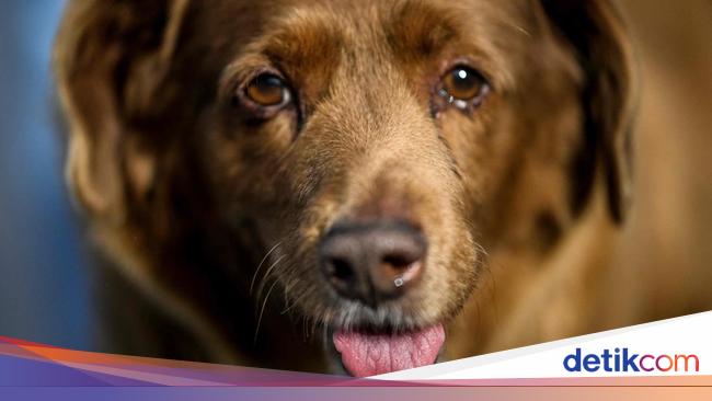 Potret Bobi, Anjing Tertua di Dunia dari Portugal