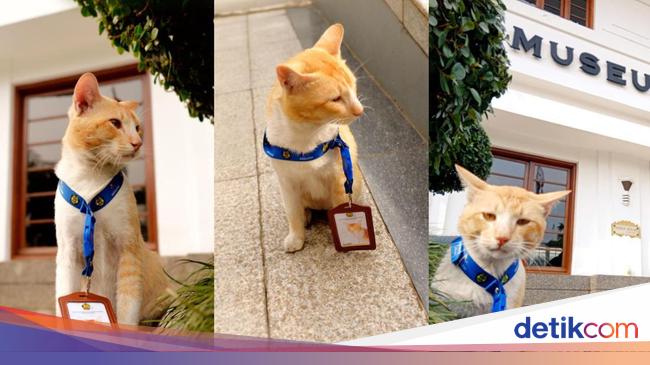 Perkenalkan Soleh Si Kucing Penghuni Museum Geologi