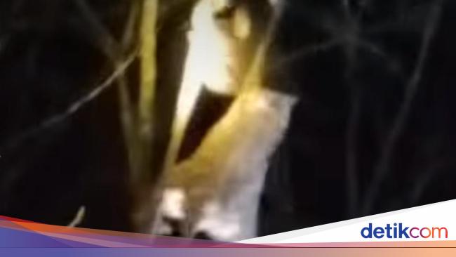 Dilaporkan hilang, seorang wanita ditemukan kesurupan di atas pohon