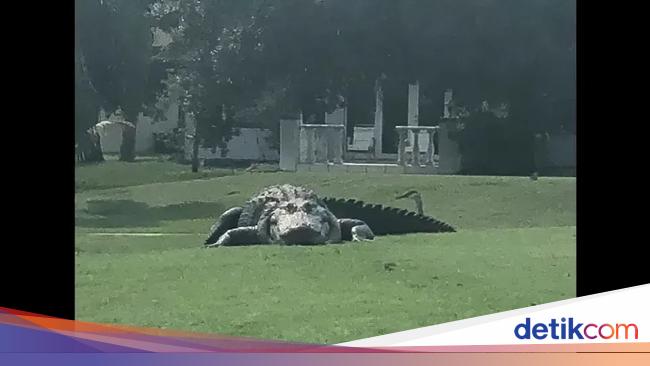 Viral Giant Alligator Relaxing on the Golf Course