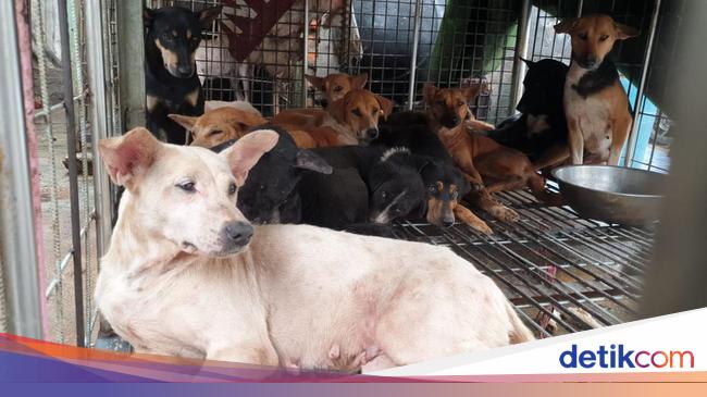 Pemprov DKI Observasi 56 Anjing yang Diselamatkan dari Penjagalan di Jakbar