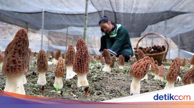 13 Jenis Jamur Yang Aman Dikonsumsi Dan Cara Budidaya Potensi Cuan