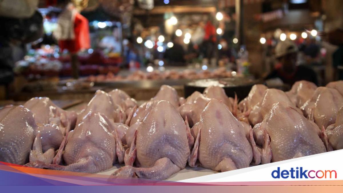 Harga Ayam di Pasar Ikut Anjlok Jadi Rp 35.000/Kg