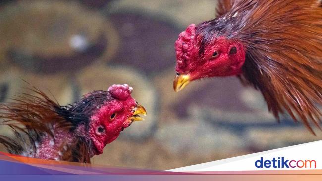 Professor of Airlangga University Says Transmission of Bird Flu to Humans is Rare