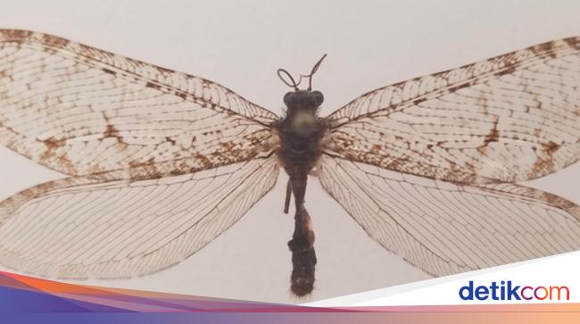 Insectes uniques et anciens trouvés dans les supermarchés