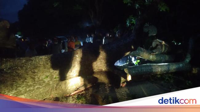 Pohon Raksasa Patah di Taman Nasional, Tutup Jalur Denpasar-Gilimanuk