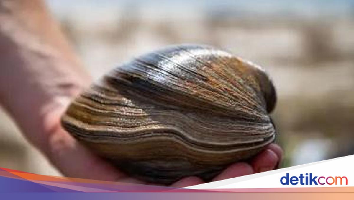 Temukan Kerang Usia 214 Tahun, Pria Ini Hampir Saja Memasaknya
