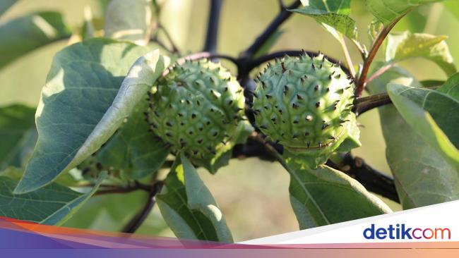 Ramai Tanaman Kecubung Dimusnahkan, Dokter Soroti Hal Ini