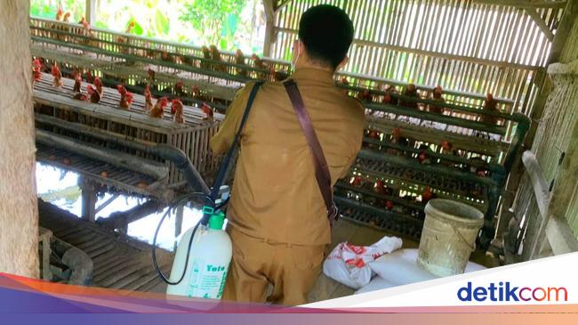 Becoming the Biggest Broiler Producer in RI, Ciamis Beware of Bird Flu