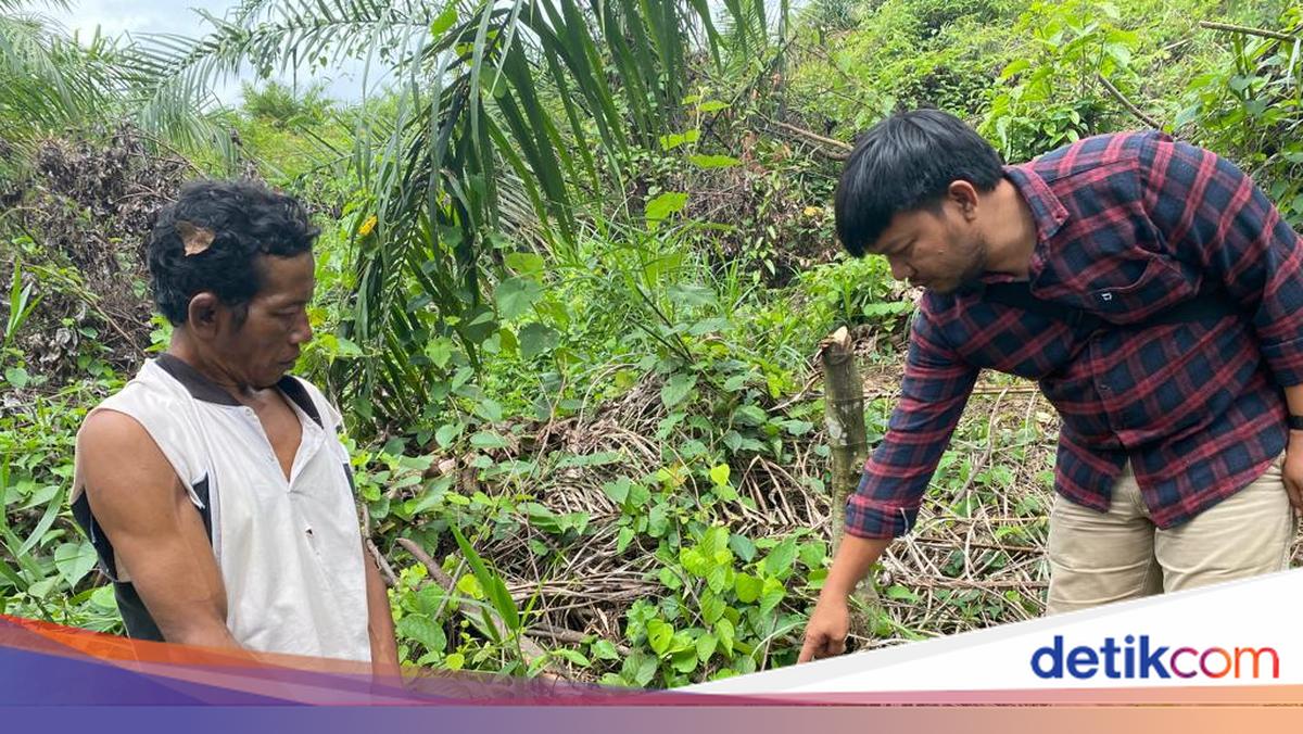 Siswi SMP di Jambi Diperkosa Penjaga Kebun Sawit saat Haid