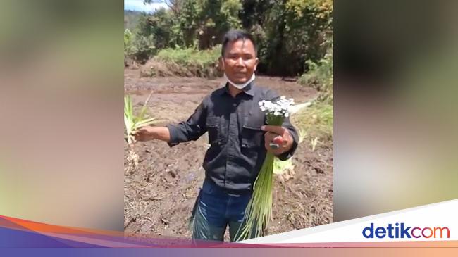 Bunga Rancah Rancah Kata Ahli Taksonomi Unpad soal Bunga Rawa Langka di Ranca Upas