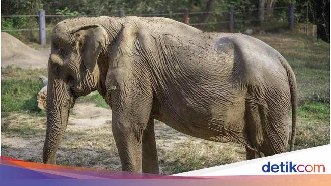 Poor… Transporting Tourists For 25 Years, This Elephant’s Back Is Broken