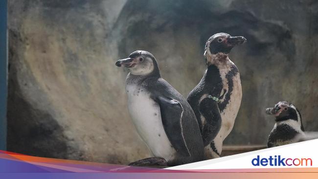 Yuk Lihat Perjalanan Bayi Pinguin Menjadi Dewasa - Photo