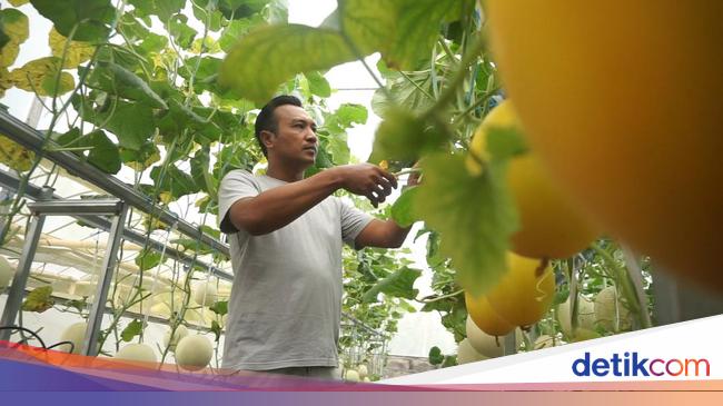 Kisah Sukses Tenaga Medis Budidaya Melon Premium Beromzet Puluhan Juta