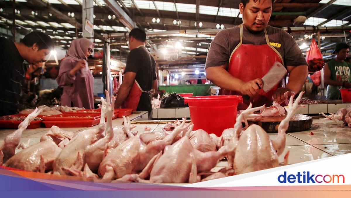 Harga Ayam Disebut Melonjak Gara-gara Program MBG