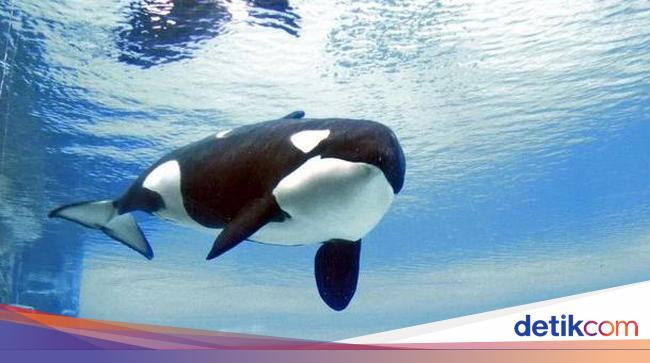 Sad, the “loneliest” killer whale in the world dies tragically