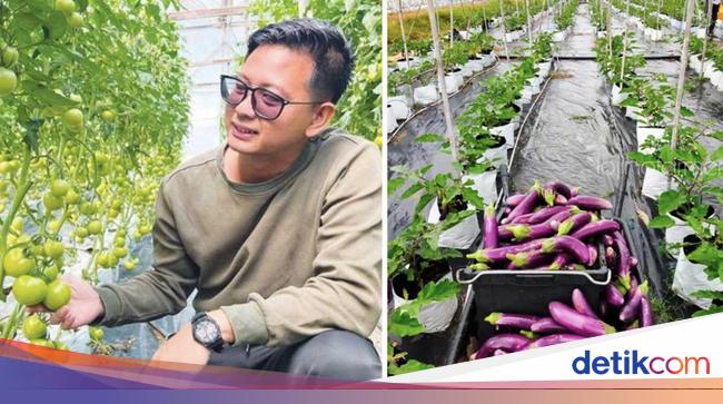 Amazing! This Vegetable Farmer Achieves an Income of IDR 1.3 Billion Monthly