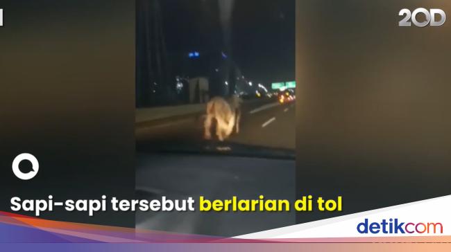 On the Cengkareng Toll Road, Trucks Rolled Over and Cows Escaped Due to This Cause