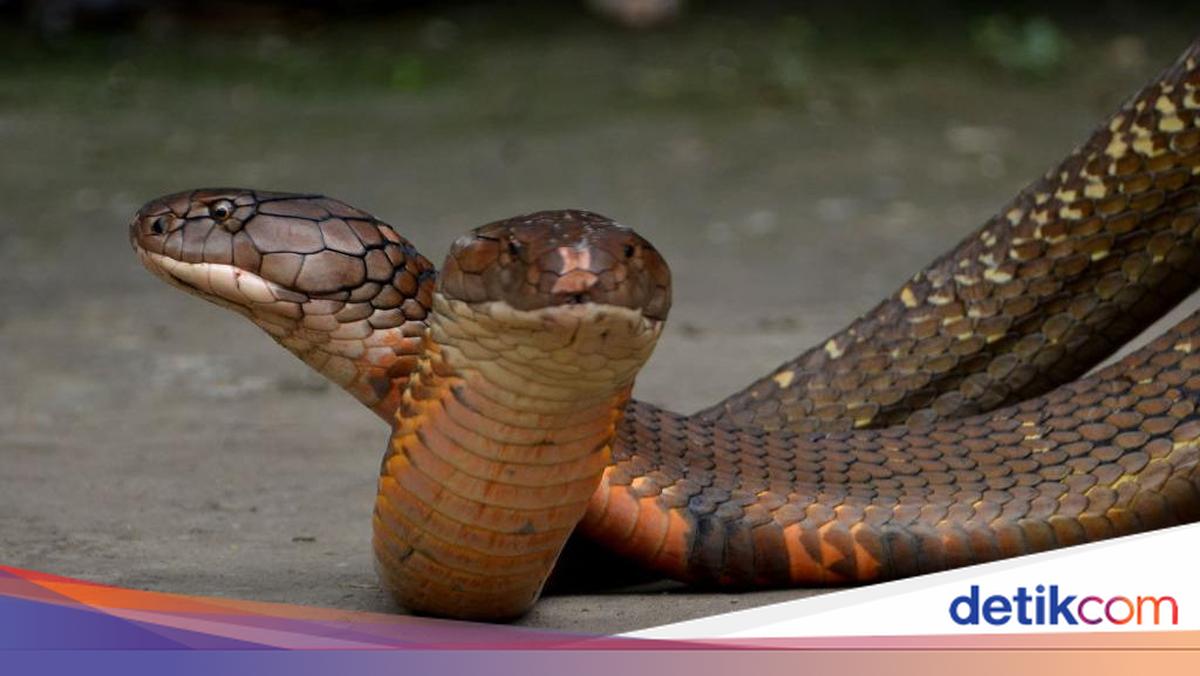 Dikejar Ular, Pertanda Perlu Tangani Masalahmu