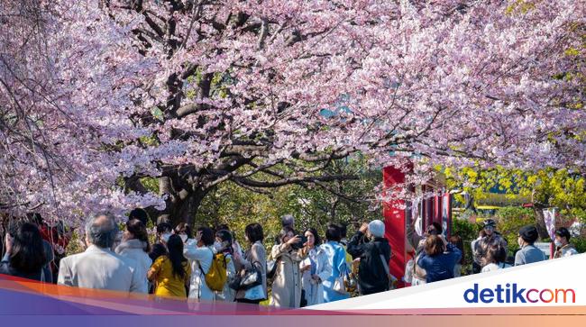 Beasiswa S1 ke Jepang GAKUBU MEXT 2024 Tutup 15 Mei, Yuk Buruan Daftar