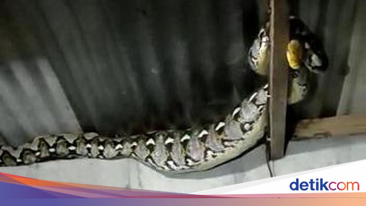 Eng seksual sport qiz bilan porno Yalangoch Tila Tekila videosini tomosha qiling