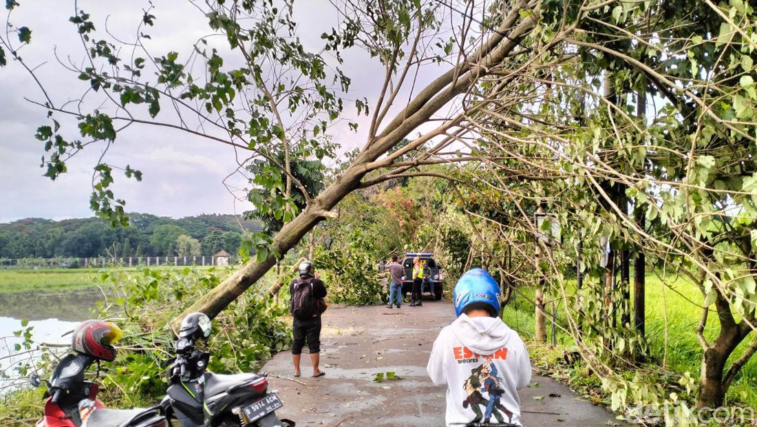 Hujan Disertai Angin Kencang Terjang Bandung, Sejumlah Pohon Tumbang