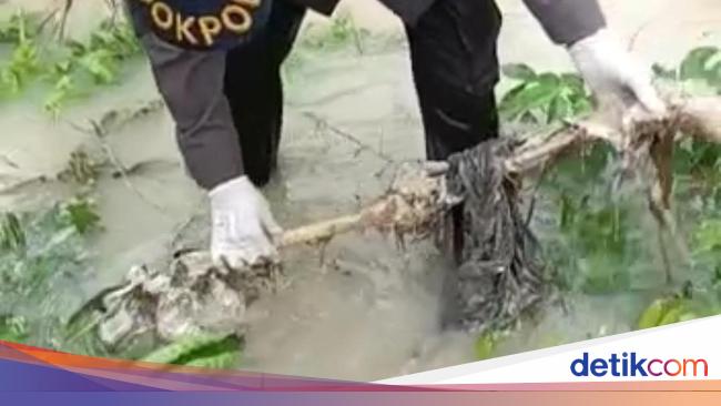 Dua Pria Temukan Tulang Manusia di Pohon Aren yang Roboh