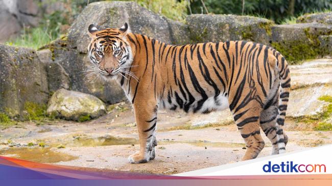 Tewasnya Penjaga Kebun Binatang, Diterkam Harimau gegara Lupa Tutup Pintu