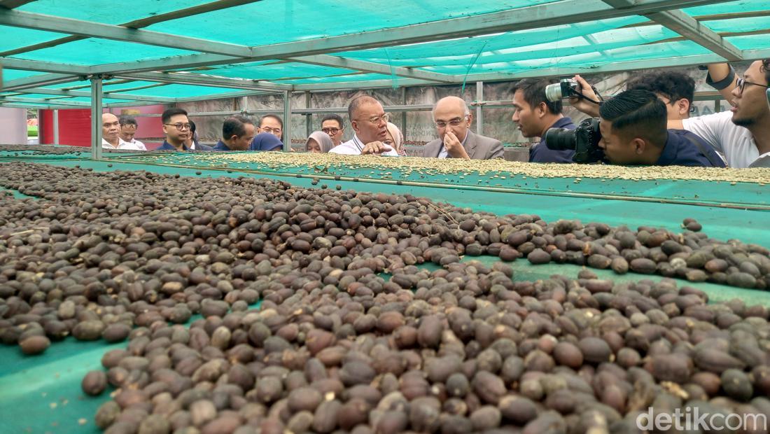 Kopi Robusta Asal Subang Dibarter Dengan 50 Ton Kurma Mesir