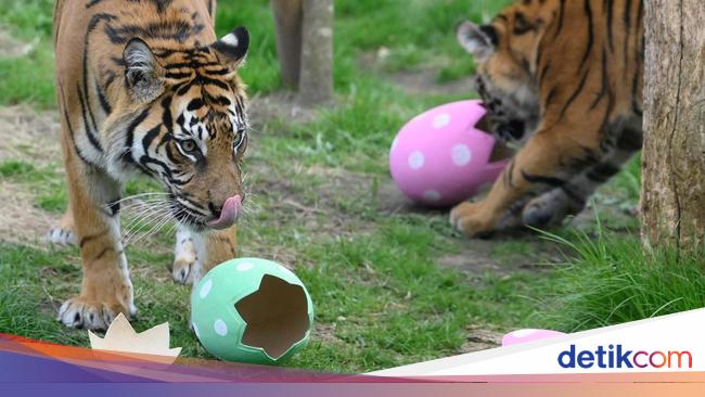 Rimba dan Toba, Bayi Harimau Sumatera Lahir di Kebun Binatang Prancis