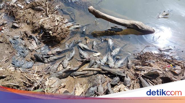 Sudah Sebulan, Hasil Uji Sampel Air Sungai Cileungsi Tercemar Belum Keluar