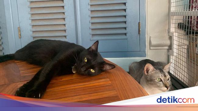 Salah Satu Usaha Agar Hewan Peliharaan Tidak Terserang Penyakit Yaitu