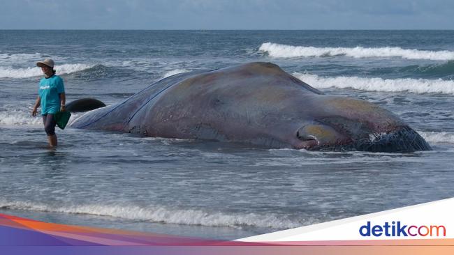 Paus Sperma Terdampar di Pantai Yehembang, Diduga Mati Kelaparan