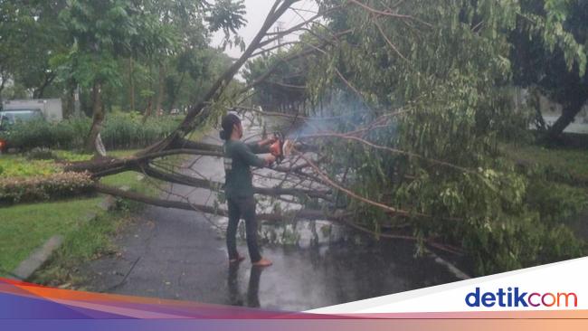 Hujan Deras Disertai Angin Kencang Tumbangkan 5 Pohon Di Surabaya