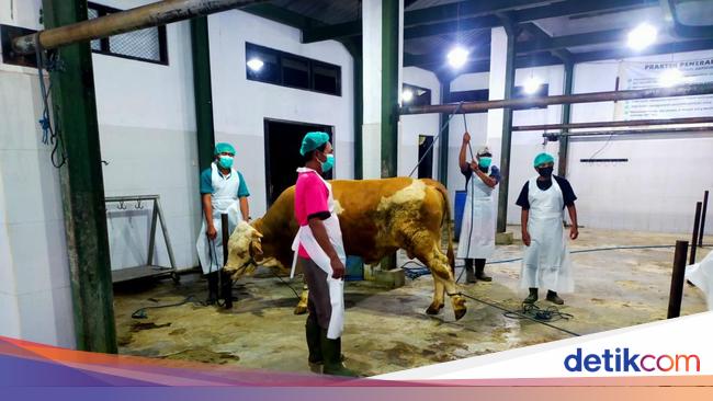 Jadi Pilot Project Sertifikasi Halal Nasional, Dua RPH Banyuwangi Lolos ...