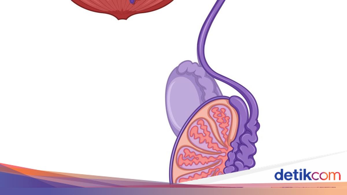 Mengenal Testis Serta Bagian untuk Produksi Sperma dan Testosterone
