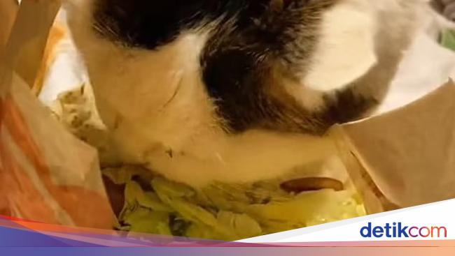 “Virally Famous 18-Year-Old Cat’s Secret to Longevity: Eating Tacos”