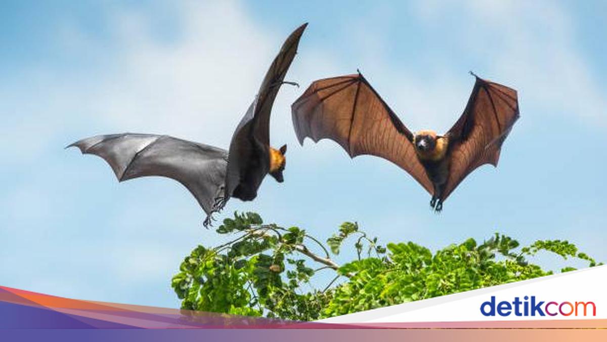 Kelelawar di rumah dapat membawa risiko kesehatan serius dan merusak struktur. Ini cara aman mengusir dan mencegahnya kembali.