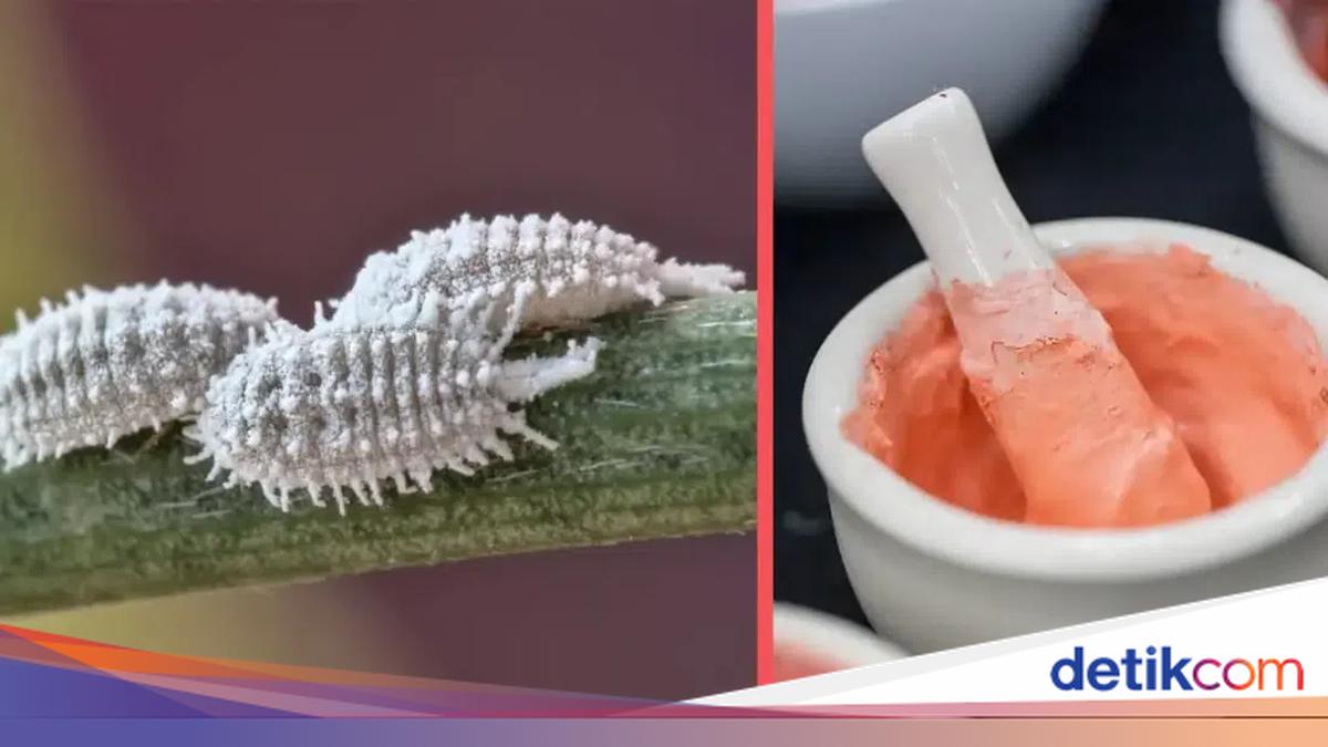 Kutu Daun Ini Jadi Sumber Pewarna Alami Karmin, Bagaimana Sejarahnya?