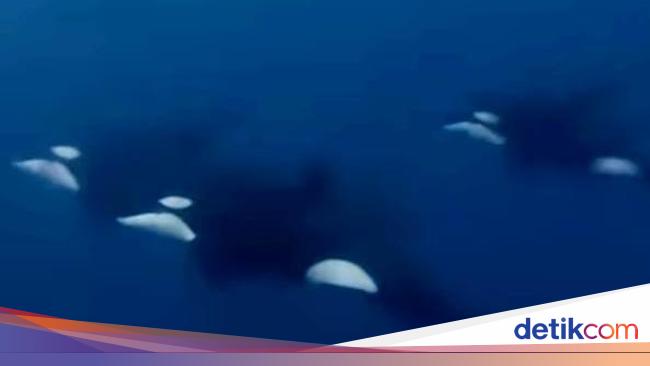Fenomena Langka Penyelam Bertemu Kawanan Paus Orca Di Laut Bolsel Sulut