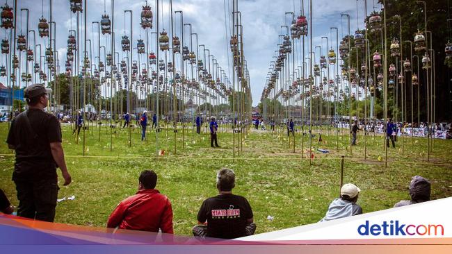 Ceriwis Lomba Kicau Burung di Yogyakarta