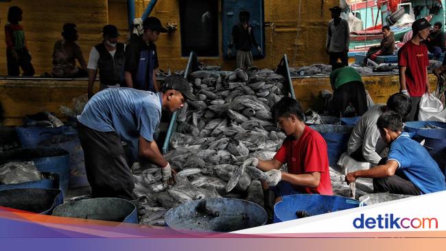 Program Tangkap Ikan Terukur Berhasil Kirim 18,8 Ton Ikan ke China