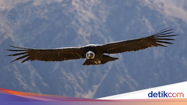 Kelahiran Anak dari Burung Kondor yang Terancam Punah