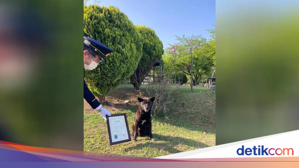 Anjing di Jepang Bisa Jadi Pahlawan, Ini Jasanya